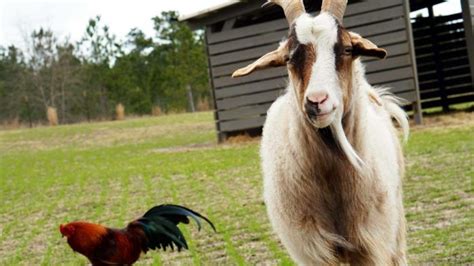 May 20 Farm With Animal South Carolina